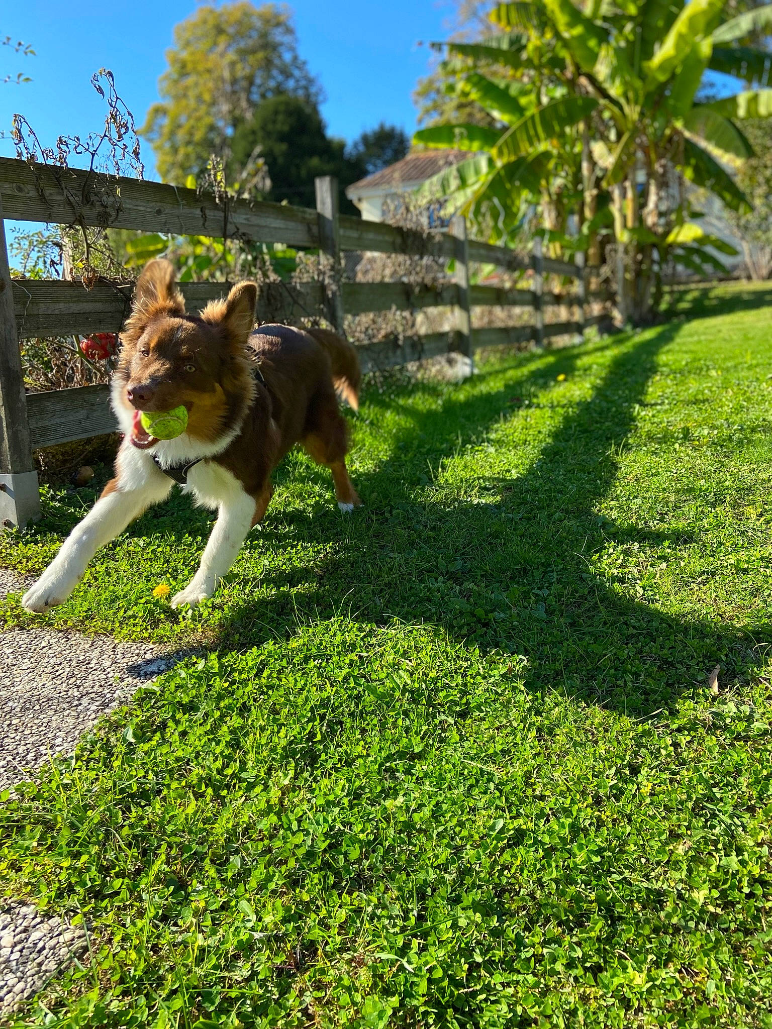 Simba participe au concours pour gagner de l'argent avec cette photo : arecales, carnivore, companion_dog, dog, dog_breed, fawn, felidae, garden, grass, groundcover, herding_dog, landscape, plant, shade, shadow, shrub, sky, small_to_medium_sized_cats, tail, tree