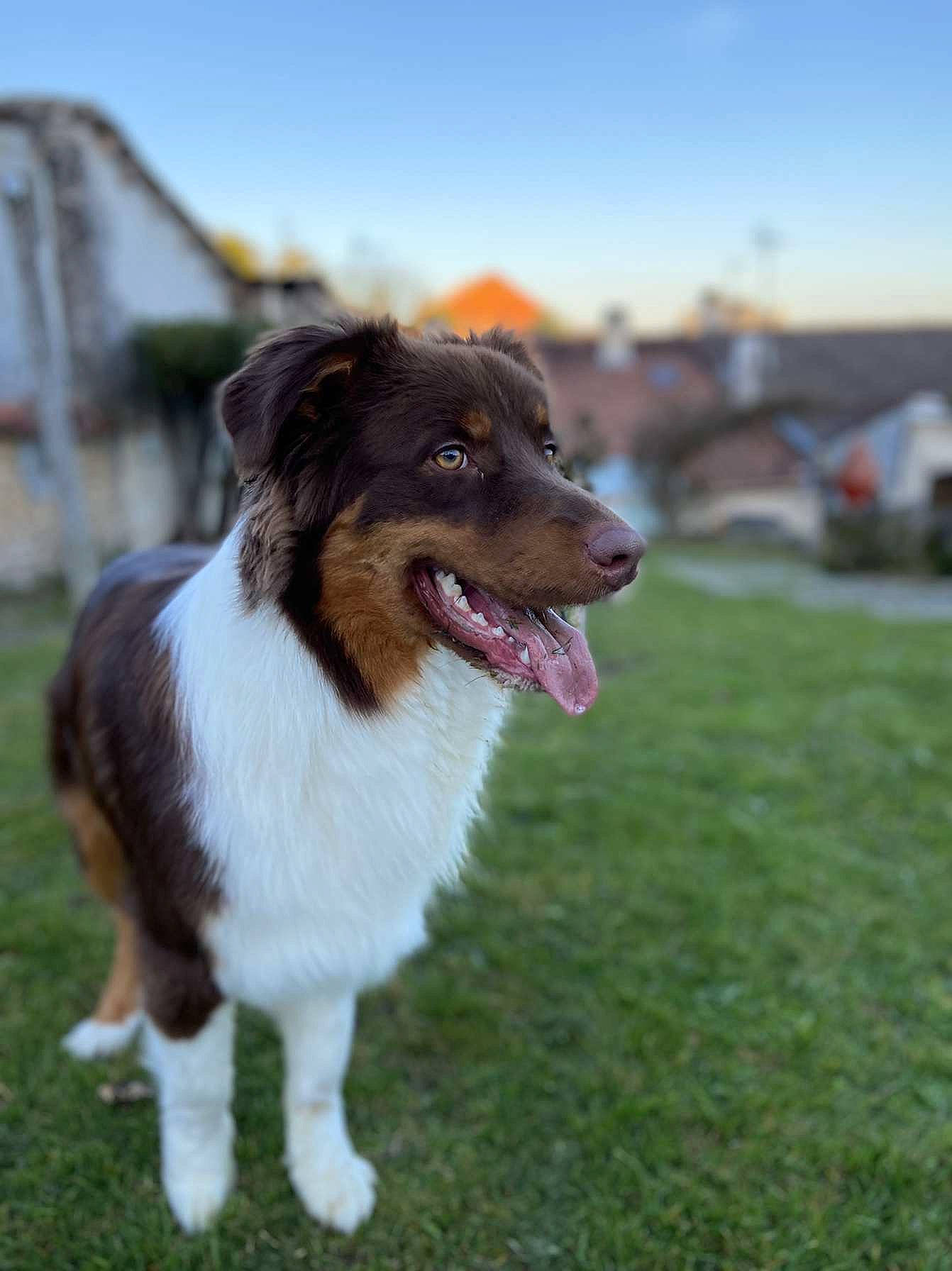 Simba participe au concours pour gagner de l'argent avec cette photo : australian_collie, australian_shepherd, canidae, carnivore, companion_dog, dog, dog_breed, grass, herding_dog, plant, sky, sporting_group, whiskers, working_animal, working_dog