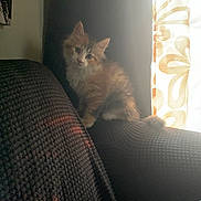 Nova joined the competition — help win amazing prizes! armrest, cat, couch, cozy, curious, domestic_cat, feline, fluffy, home, indoor, kitten, orange_cat, patterned_curtain, pet, sitting, small_animal, soft_light, texture, white_cat, window_light