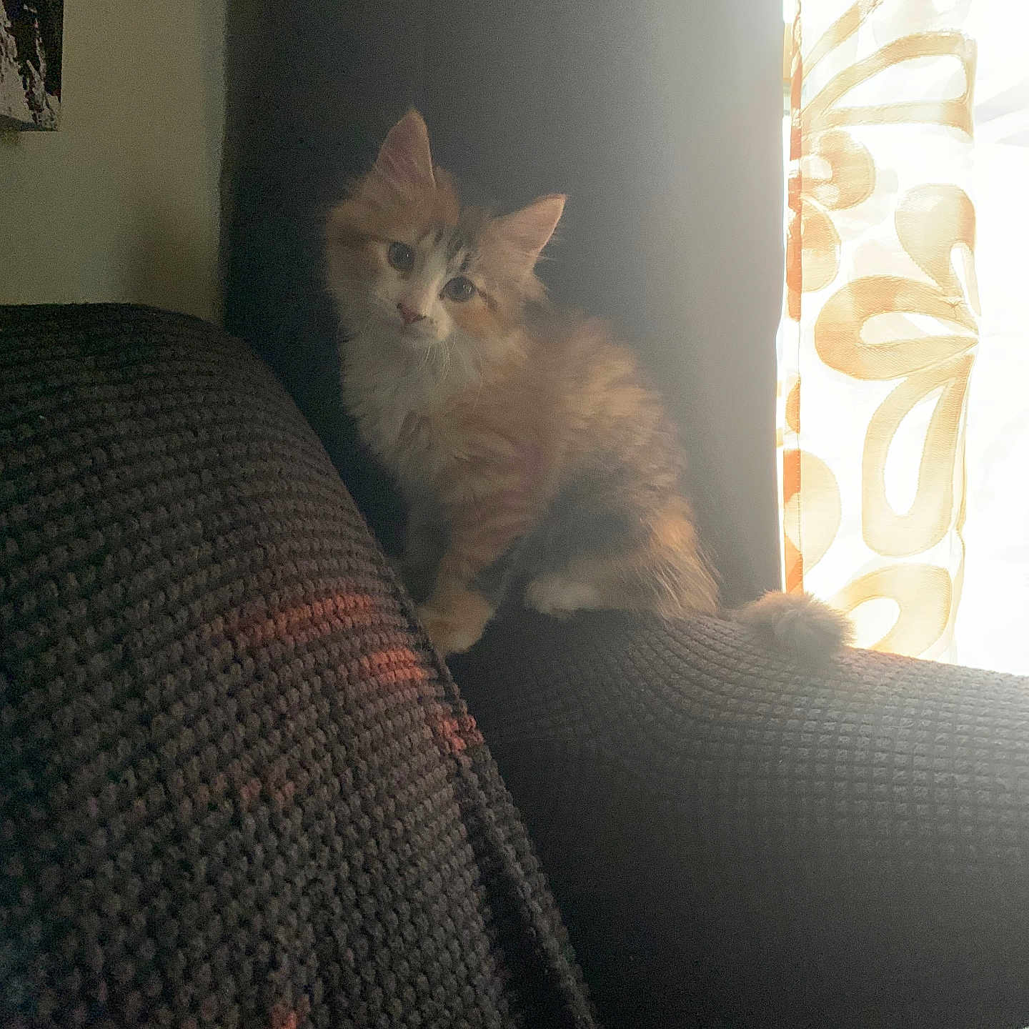 Nova