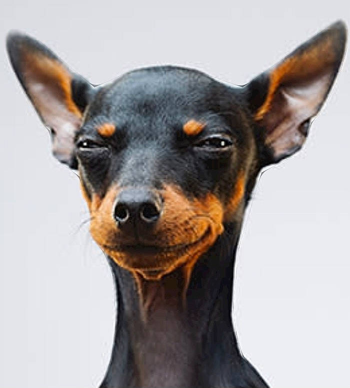 Sosige is registered to the contest to win money with this photo: canidae, carnivore, companion_dog, dog, dog_breed, ear, fawn, fur, guard_dog, pinscher, snout, toy_dog, whiskers, working_animal, working_dog