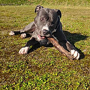 Vaiko participe au concours pour gagner de l'argent avec cette photo : dog, outdoor, grass, stick, chewing, sunny, blue_sky, tree, animal, pet, nature, playful, canine, muzzle, paws, field, daytime, fur, relaxing, leisure