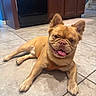 Simba is registered to the contest to win money with this photo: dog, bulldog, pet, animal, smiling, happy, lying_down, floor, tile_floor, indoor, kitchen, home, harness, brown_fur, short_snout, large_ears, pink_nose, portrait, playful, photography