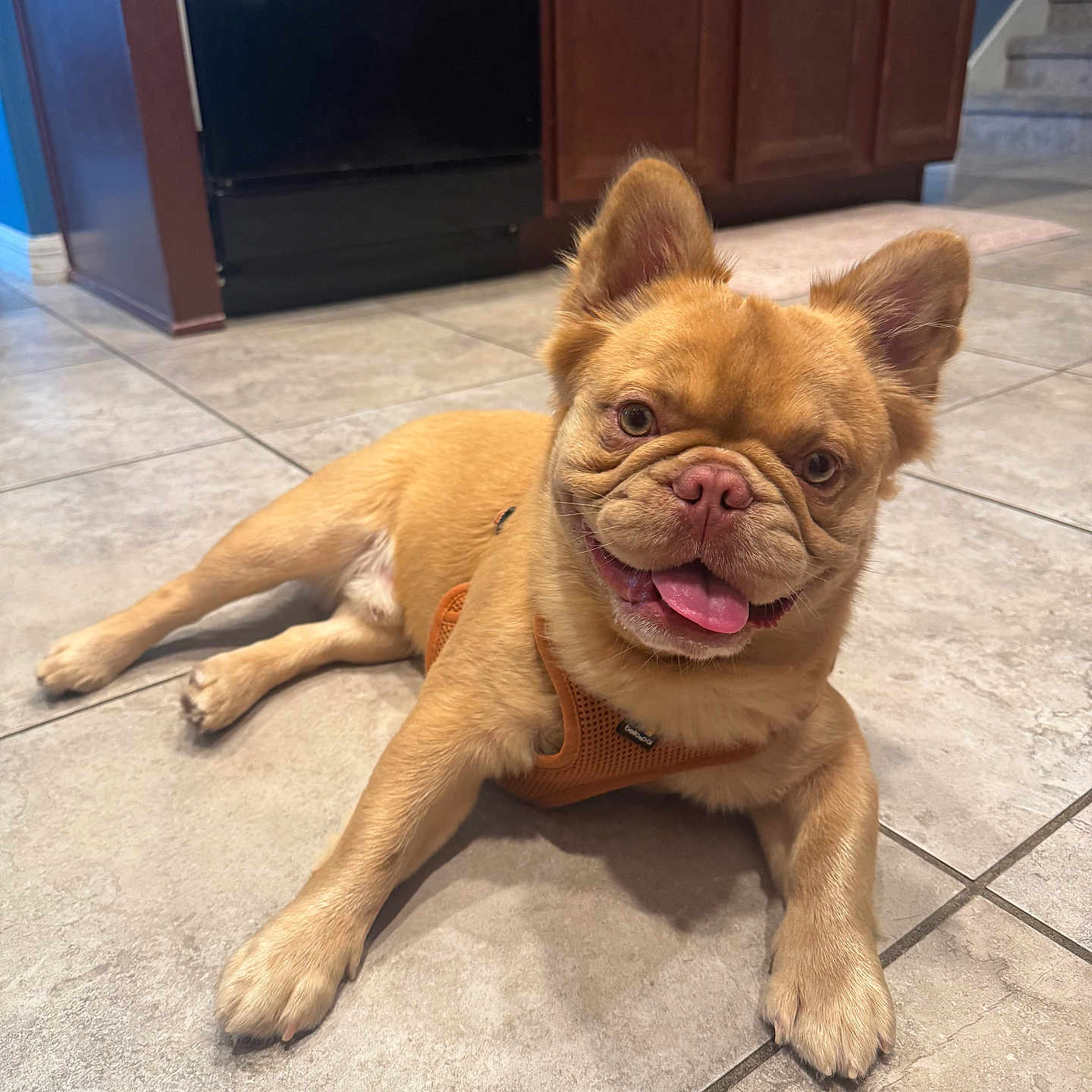 Simba
