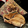 dog, puppy, french_bulldog, pet, animal, brown_fur, lying_down, couch, leather_couch, pillow, patterned_pillow, scarf, harness, tongue_out, funny_expression, relaxed, indoor, portrait, close_up, photography
