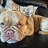 Simba is registered to the contest to win money with this photo: dog, french_bulldog, puppy, pet, animal, lying_down, couch, leather, living_room, pillow, patterned_pillow, brown_fur, wrinkles, large_ears, blue_eye, brown_eye, pink_nose, closeup, indoor, portrait