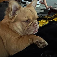 Simba joined the competition — help win amazing prizes! dog, bulldog, pet, animal, wrinkles, short_muzzle, floppy_ears, brown_fur, lying_down, close_up, portrait, indoor, living_room, person, chair, blanket, black_fabric, yellow_blanket, relaxed, funny