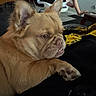 dog, bulldog, pet, animal, wrinkles, short_muzzle, floppy_ears, brown_fur, lying_down, close_up, portrait, indoor, living_room, person, chair, blanket, black_fabric, yellow_blanket, relaxed, funny