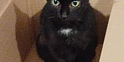 Nala a rejoint le concours — aidez-le/la à gagner de superbes lots ! animal, blackcat, box, cardboard, carton, cat, crate, kitten, manx, pet
