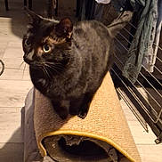 Nala a rejoint le concours — aidez-le/la à gagner de superbes lots ! animal, black_cat, carpet, cat, cozy, curious, domestic, ears, feline, floor, furniture, home, household, indoor, mammal, pet, scratching_post, tail, whiskers, wooden_floor