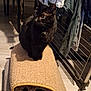 black_cat, cat, pet, indoor, scratching_mat, furniture, drying_rack, clothes, household, floor, wooden_floor, curious, alert, sitting, shadow, feline, domestic_animal, fur, whiskers, ears
