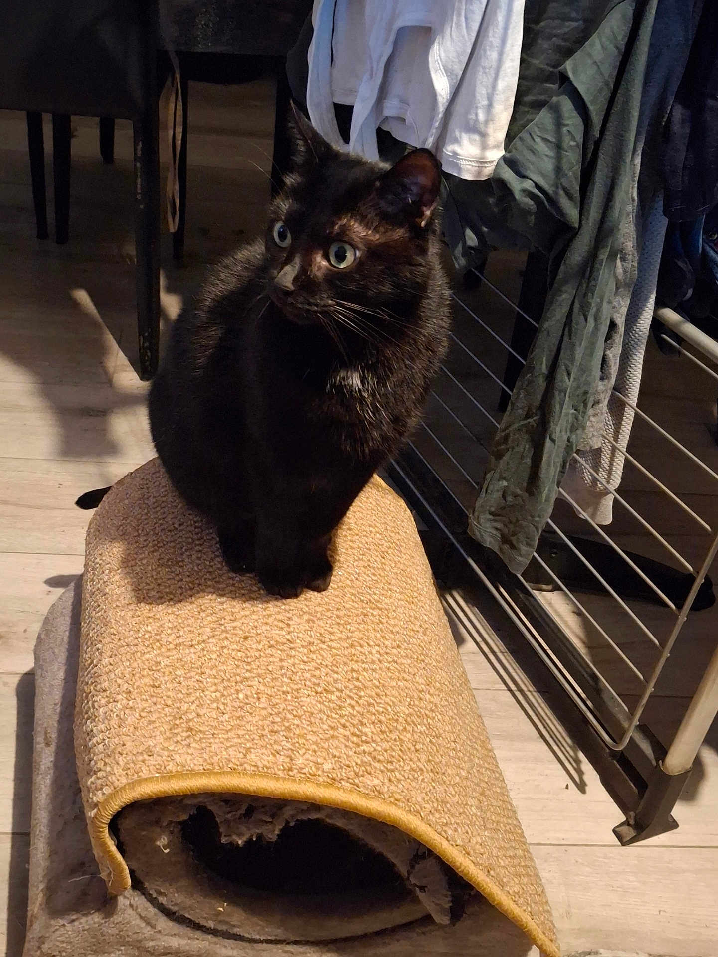 Nala participe au concours pour gagner de l'argent avec cette photo : black_cat, cat, pet, indoor, scratching_mat, furniture, drying_rack, clothes, household, floor, wooden_floor, curious, alert, sitting, shadow, feline, domestic_animal, fur, whiskers, ears