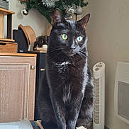 Nala participe au concours pour gagner de l'argent avec cette photo : black_cat, books, cat, christmas_tree, curious, decorations, domestic_animal, fan, furniture, green_eyes, hat, household_items, indoor, living_room, pet, sitting, stack_of_books, tail, whiskers, wooden_cabinet