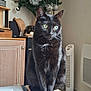 black_cat, books, cat, christmas_tree, curious, decorations, domestic_animal, fan, furniture, green_eyes, hat, household_items, indoor, living_room, pet, sitting, stack_of_books, tail, whiskers, wooden_cabinet