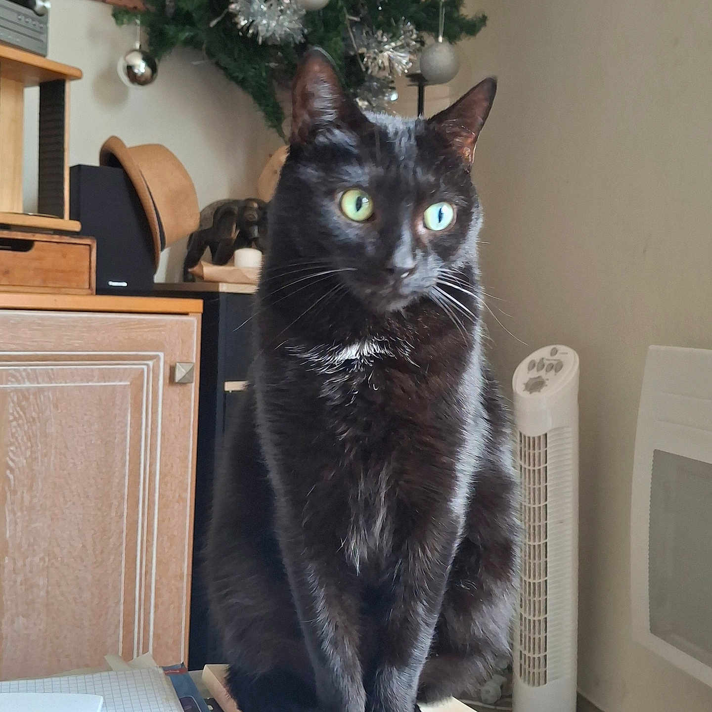 Nala participe au concours pour gagner de l'argent avec cette photo : black_cat, books, cat, christmas_tree, curious, decorations, domestic_animal, fan, furniture, green_eyes, hat, household_items, indoor, living_room, pet, sitting, stack_of_books, tail, whiskers, wooden_cabinet