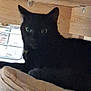 cat, black_cat, cushion, wood, indoor, pet, feline, resting, shadow, eyes, shelf, cozy, animal, domestic_animal, quiet, home, furniture, relaxing, soft, dark