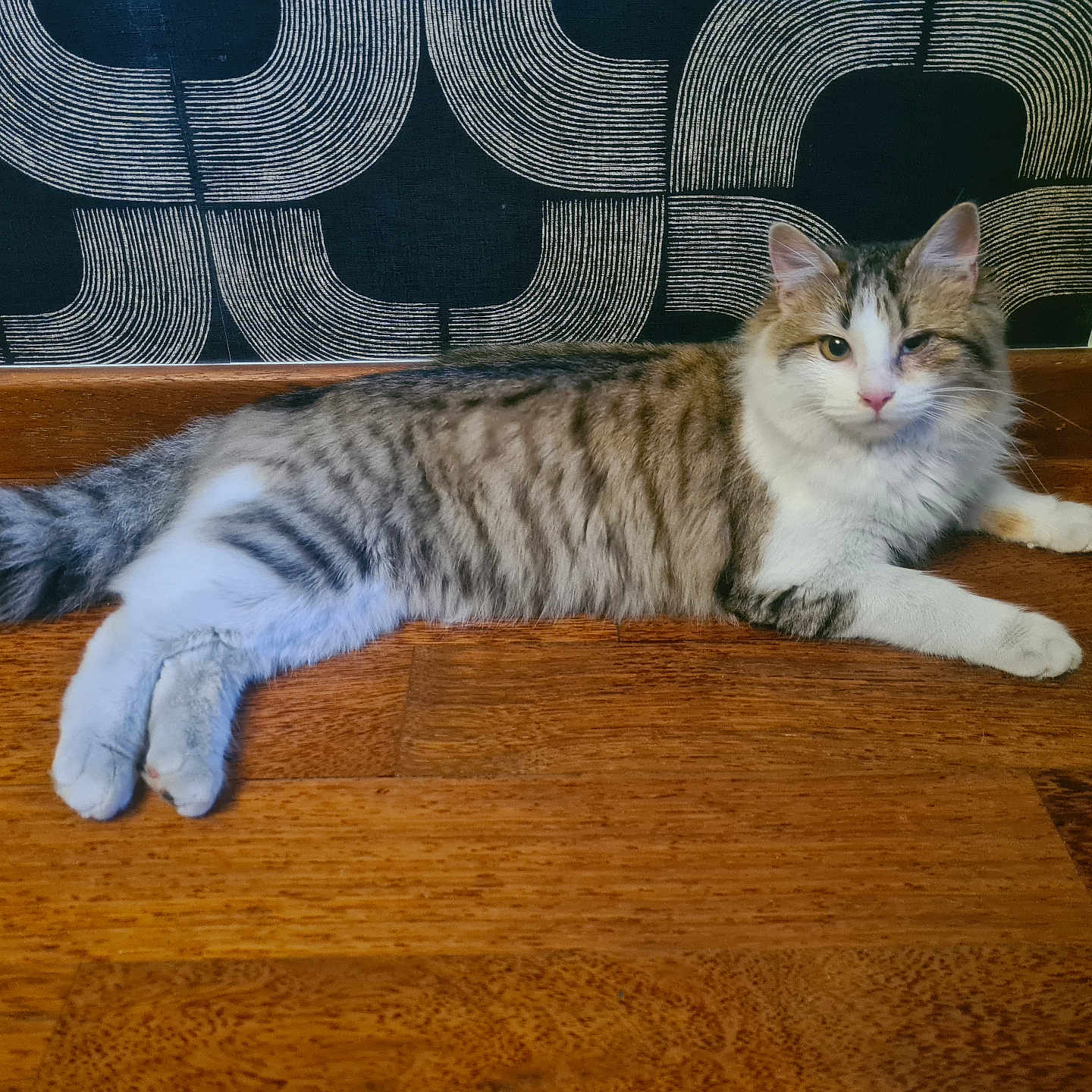 Lilou participe au concours pour gagner de l'argent avec cette photo : abyssinian, accessories, animal, architecture, building, cat, couch, furniture, hardwood, indoors, interiordesign, kitten, livingroom, manx, pet, plywood, room, stainedwood, strap, wood