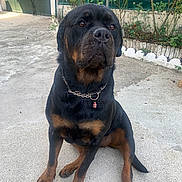 Taiga participe au concours pour gagner de l'argent avec cette photo : dog, rottweiler, sitting, chain_collar, outdoor, concrete, pet, canine, animal, fence, plants, collar, brown_and_black, domestic_animal, guard_dog, nature, portrait, paw, ears, snout