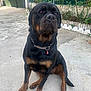 dog, rottweiler, sitting, chain_collar, outdoor, concrete, pet, canine, animal, fence, plants, collar, brown_and_black, domestic_animal, guard_dog, nature, portrait, paw, ears, snout