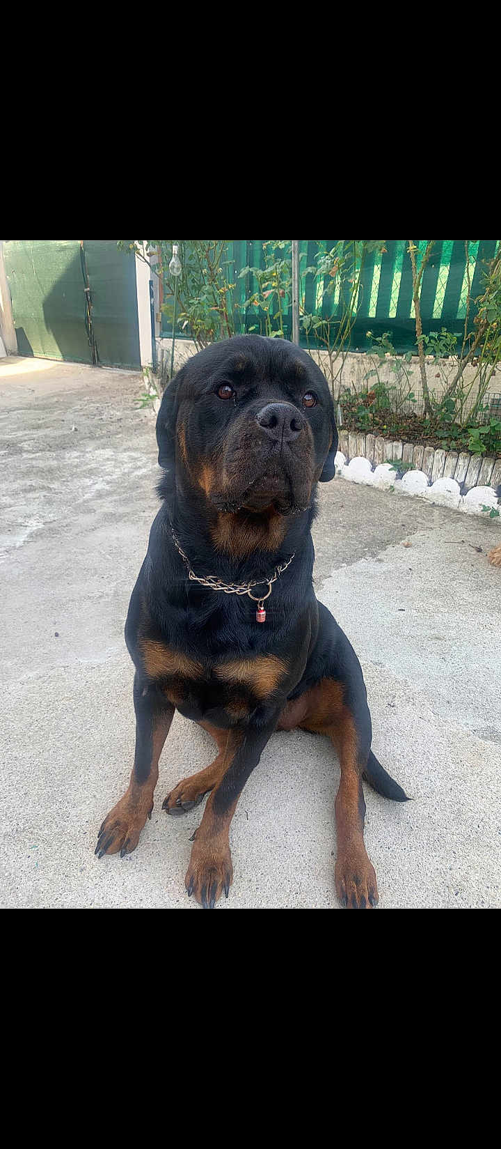 Taiga participe au concours pour gagner de l'argent avec cette photo : dog, rottweiler, sitting, chain_collar, outdoor, concrete, pet, canine, animal, fence, plants, collar, brown_and_black, domestic_animal, guard_dog, nature, portrait, paw, ears, snout