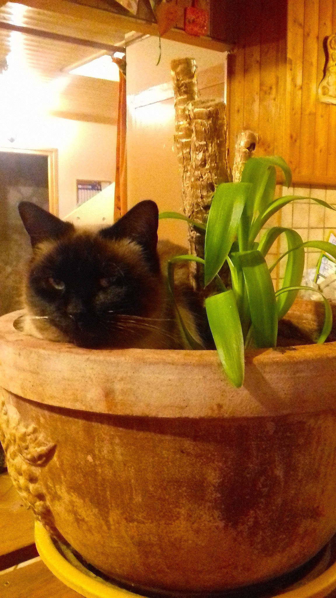 Mia participe au concours pour gagner de l'argent avec cette photo : carnivore, cat, felidae, flooring, flowerpot, glass, grass, hardwood, houseplant, lighting, mammal, plant, plumbing_fixture, siamese, small_to_medium_sized_cats, terrestrial_plant, tints_and_shades, vertebrate, whiskers, wood