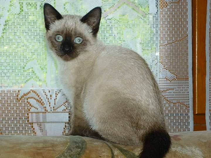 Mia participe au concours pour gagner de l'argent avec cette photo : balinese, birman, carnivore, cat, fawn, felidae, fur, mesh, siamese, small_to_medium_sized_cats, tail, terrestrial_animal, thai, whiskers