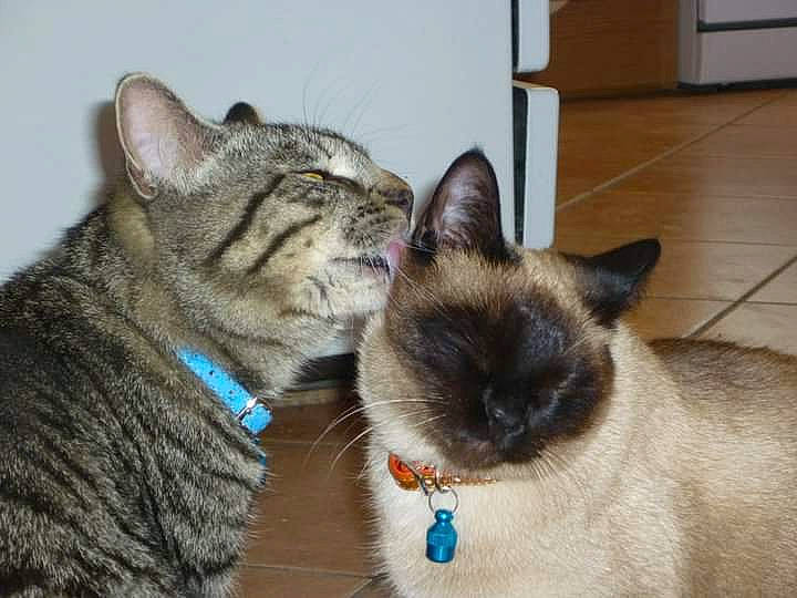 Mia a rejoint le concours — aidez-le/la à gagner de superbes lots ! balinese, birman, carnivore, cat, cat_furniture, collar, domestic_short_haired_cat, event, fawn, felidae, fur, grass, paw, siamese, small_to_medium_sized_cats, snout, tail, thai, whiskers