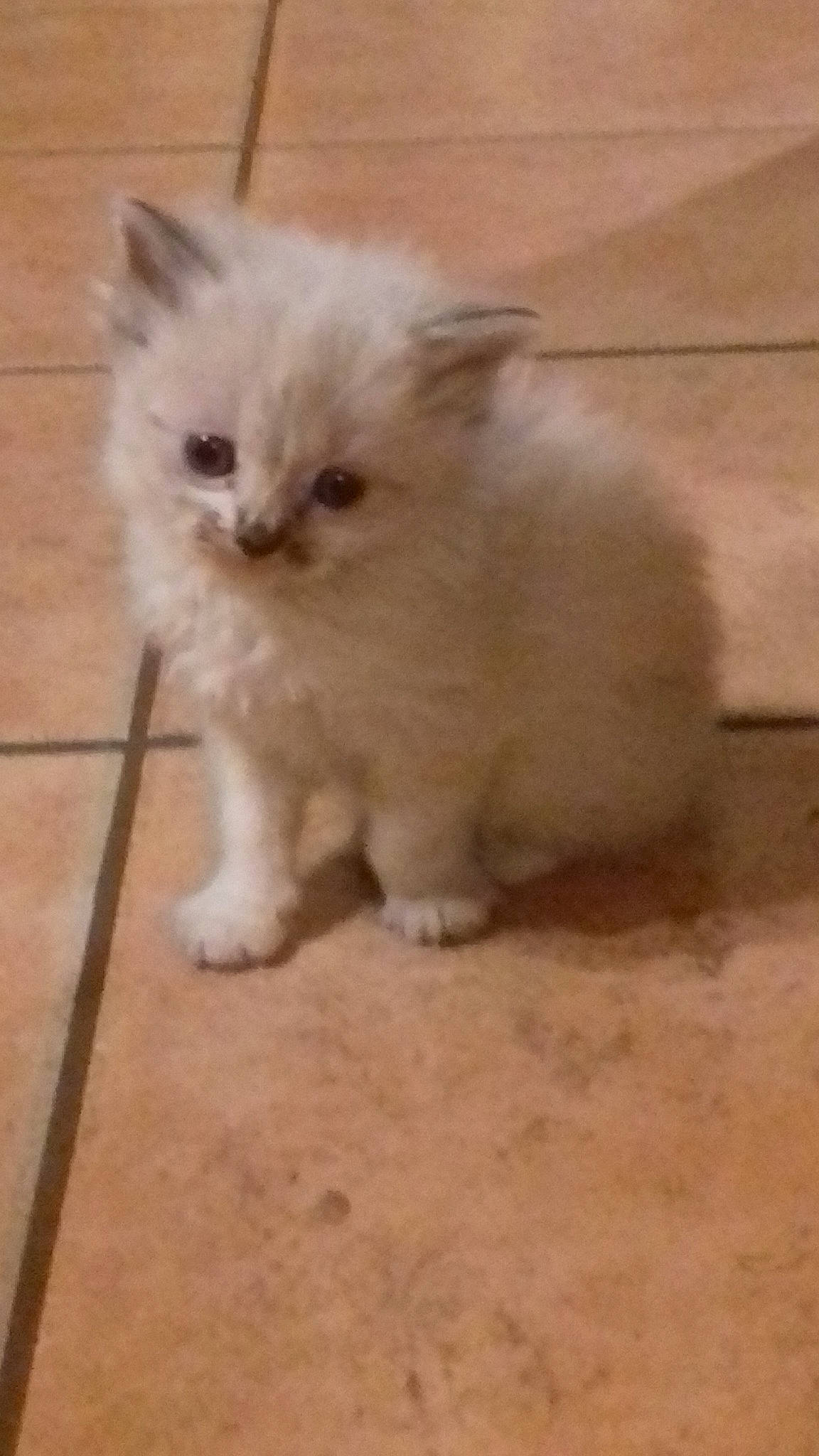 Spirou participe au concours pour gagner de l'argent avec cette photo : british_longhair, carnivore, cat, fawn, felidae, flooring, fur, paw, ragdoll, small_to_medium_sized_cats, snout, tail, terrestrial_animal, whiskers, window