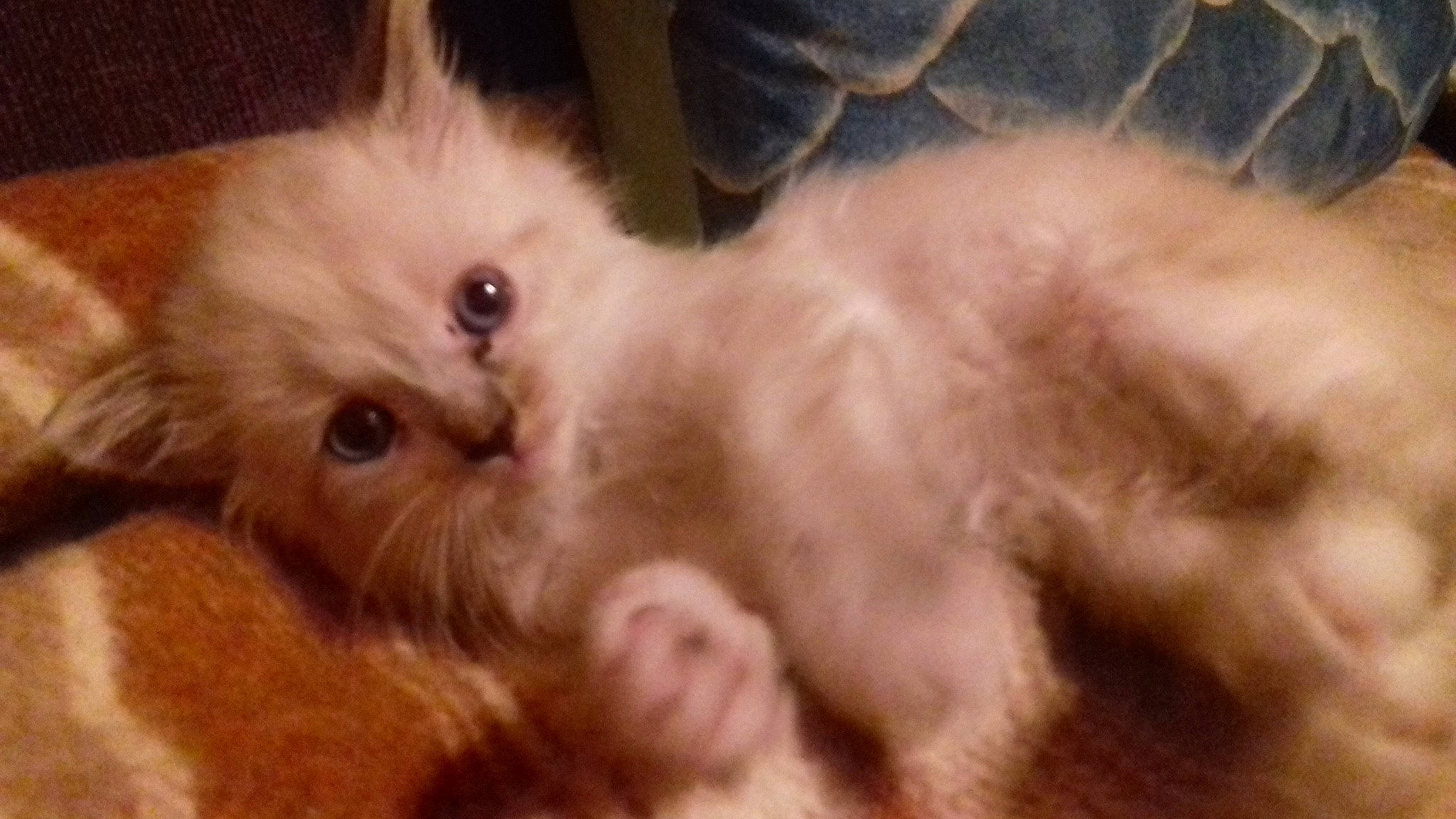 Spirou participe au concours pour gagner de l'argent avec cette photo : carnivore, cat, claw, companion_dog, ear, fawn, felidae, fur, paw, persian, ragdoll, small_to_medium_sized_cats, snout, tail, terrestrial_animal, whiskers