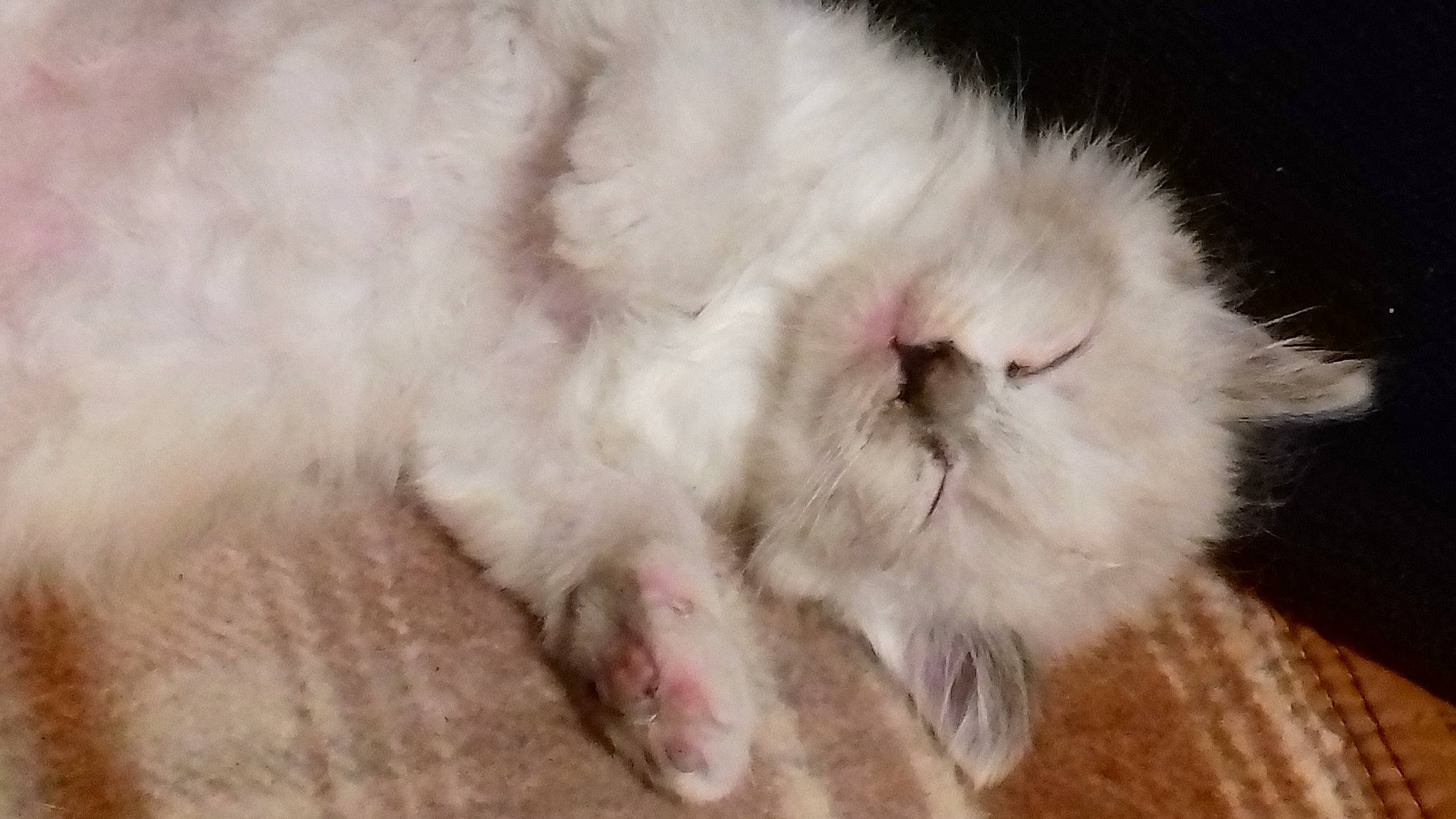 Spirou a rejoint le concours — aidez-le/la à gagner de superbes lots ! canidae, carnivore, cat, claw, companion_dog, dog_breed, fawn, felidae, fur, nap, paw, puppy, rabbits_and_hares, ragdoll, reef, sleep, small_to_medium_sized_cats, snout, tail, whiskers