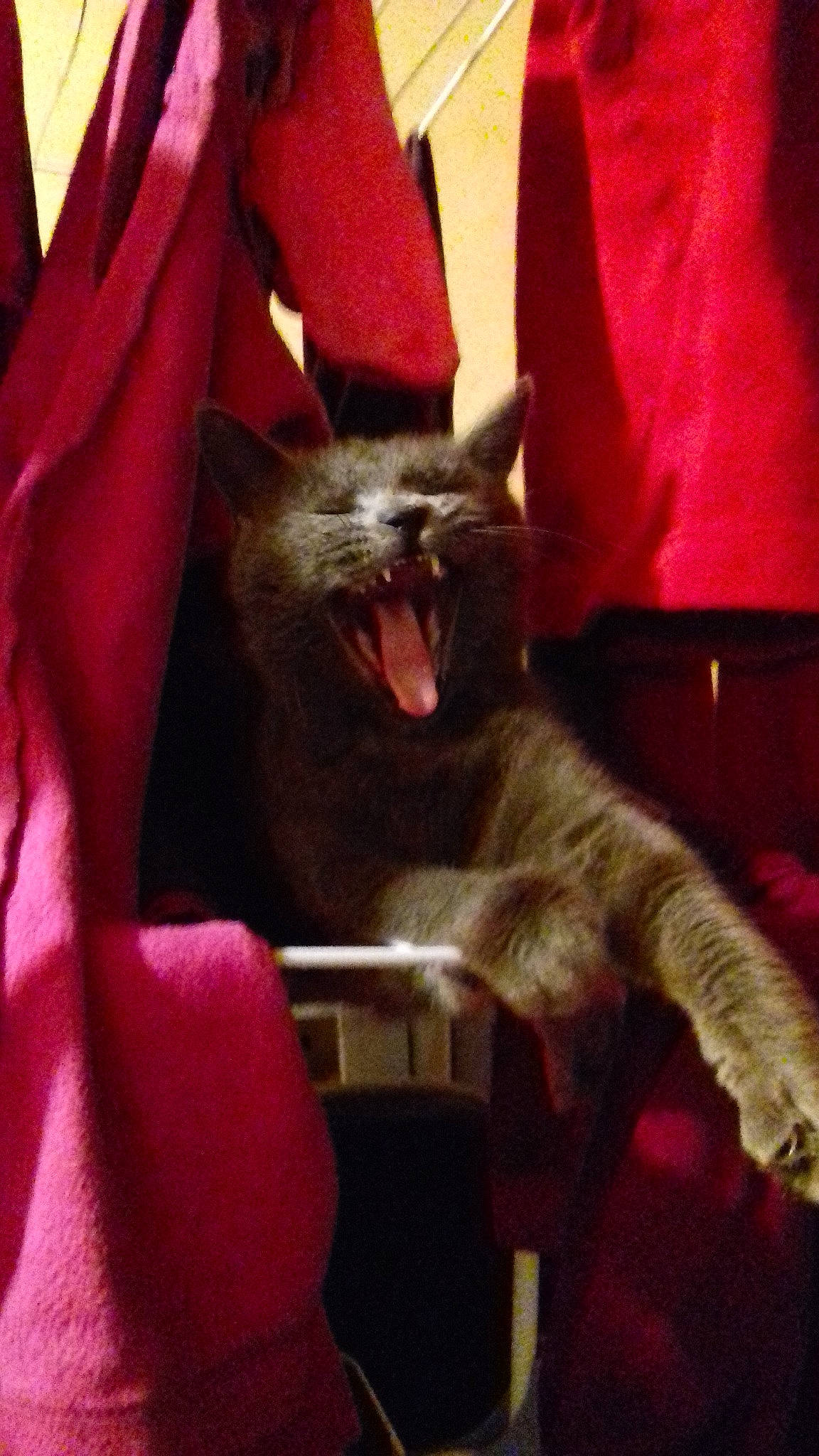 Princesse participe au concours pour gagner de l'argent avec cette photo : black_cat, bombay, carmine, carnivore, cat, comfort, darkness, domestic_short_haired_cat, fang, felidae, fur, magenta, red, roar, small_to_medium_sized_cats, snout, tail, terrestrial_animal, whiskers, yawn