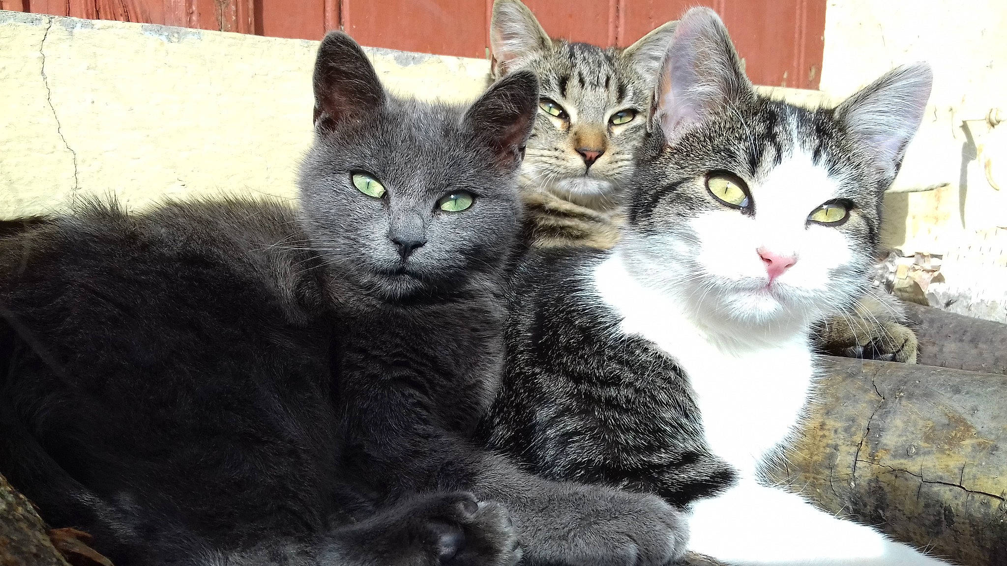 Princesse participe au concours pour gagner de l'argent avec cette photo : carnivore, cat, cat_furniture, claw, domestic_short_haired_cat, felidae, fur, grey, iris, paw, photo_caption, small_to_medium_sized_cats, snout, tail, terrestrial_animal, tree, whiskers, wildlife, window