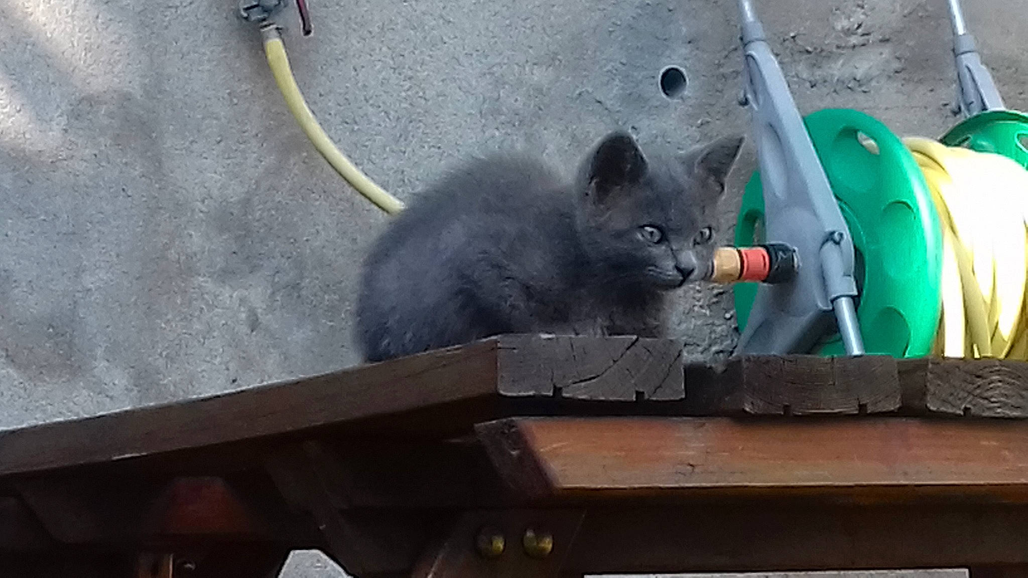 Princesse participe au concours pour gagner de l'argent avec cette photo : automotive_tire, automotive_wheel_system, black_cat, carnivore, cat, domestic_short_haired_cat, electric_blue, felidae, fur, grey, paw, rodent, roof, russian_blue, small_to_medium_sized_cats, snout, tail, whiskers, wood