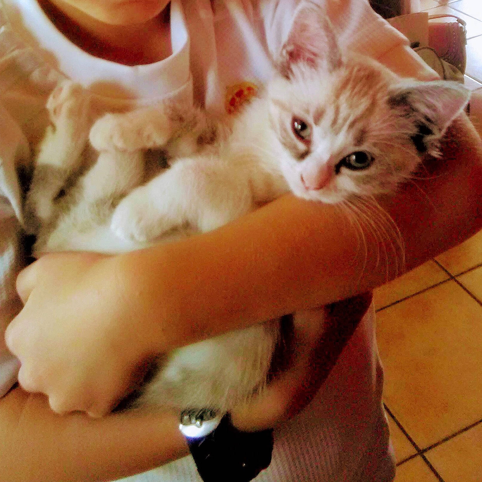 Pupuce a rejoint le concours — aidez-le/la à gagner de superbes lots ! carnivore, cat, claw, comfort, domestic_short_haired_cat, ear, felidae, finger, fur, gesture, hand, happy, nail, paw, photo_caption, small_to_medium_sized_cats, tail, thumb, whiskers, wrist