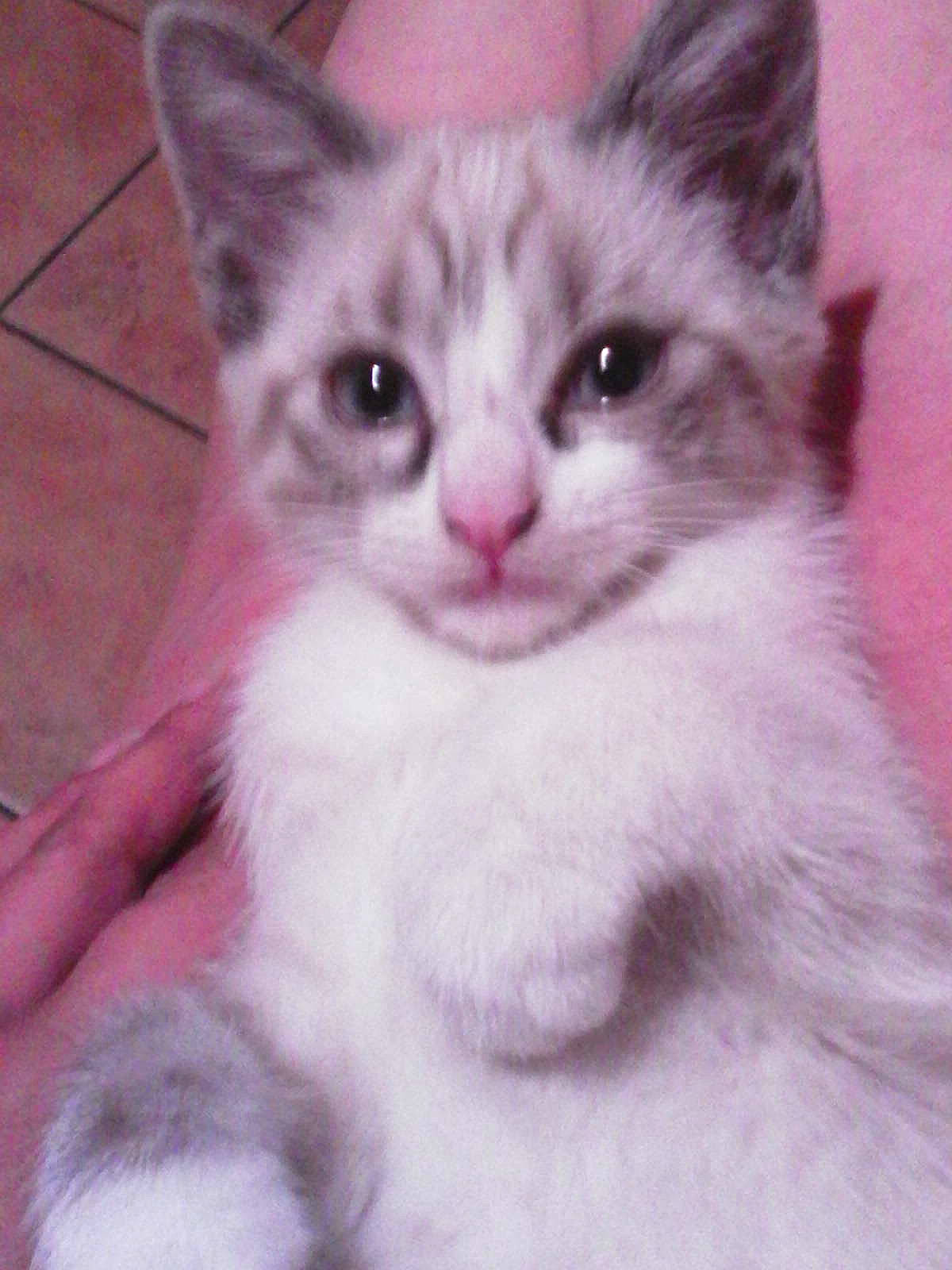 Pupuce a rejoint le concours — aidez-le/la à gagner de superbes lots ! carnivore, cat, domestic_short_haired_cat, felidae, fur, magenta, paw, pet_supply, small_to_medium_sized_cats, snout, tail, whiskers, window