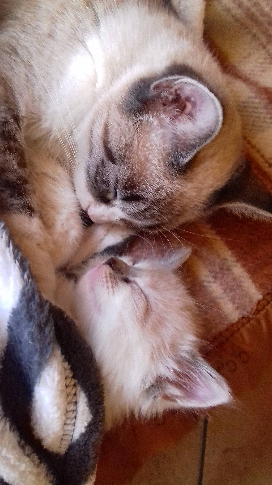 Pupuce participe au concours pour gagner de l'argent avec cette photo : carnivore, cat, claw, comfort, companion_dog, dog_breed, ear, eyelash, fawn, felidae, fur, leg, nap, paw, small_to_medium_sized_cats, snout, tail, terrestrial_animal, whiskers, wood