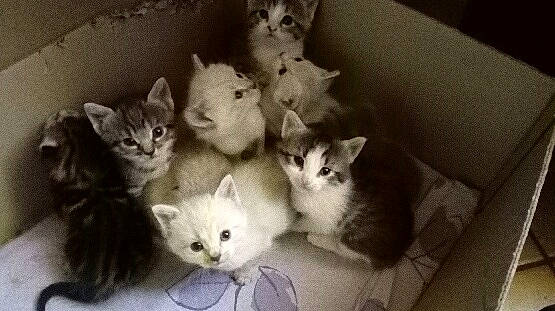 Chatons participe au concours pour gagner de l'argent avec cette photo : box, carnivore, cat, couch, domestic_short_haired_cat, fawn, felidae, fur, paw, photography, small_to_medium_sized_cats, tail, vertebrate, whiskers