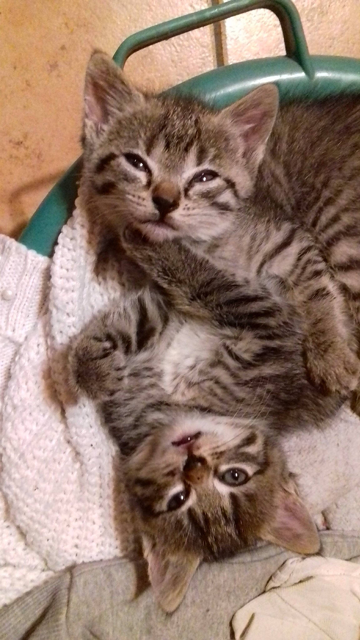 Chatons a rejoint le concours — aidez-le/la à gagner de superbes lots ! carnivore, cat, claw, domestic_short_haired_cat, felidae, fur, paw, small_to_medium_sized_cats, snout, tail, terrestrial_animal, whiskers, wildlife, window