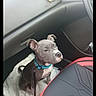 Ayko participe au concours pour gagner de l'argent avec cette photo : animal, black_seat, blue_collar, car_interior, car_seat, companion, curious, dog, domestic_animal, footwell, indoor, leash, pet, puppy, red_seat, sitting, transportation, vehicle, waiting, young_dog