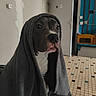 Ayko participe au concours pour gagner de l'argent avec cette photo : animal, blanket, canine, cozy, curious, dog, door, ears, eyes, furniture, gray, home, indoor, nose, pet, portrait, snout, tile_floor, wall, wrapped