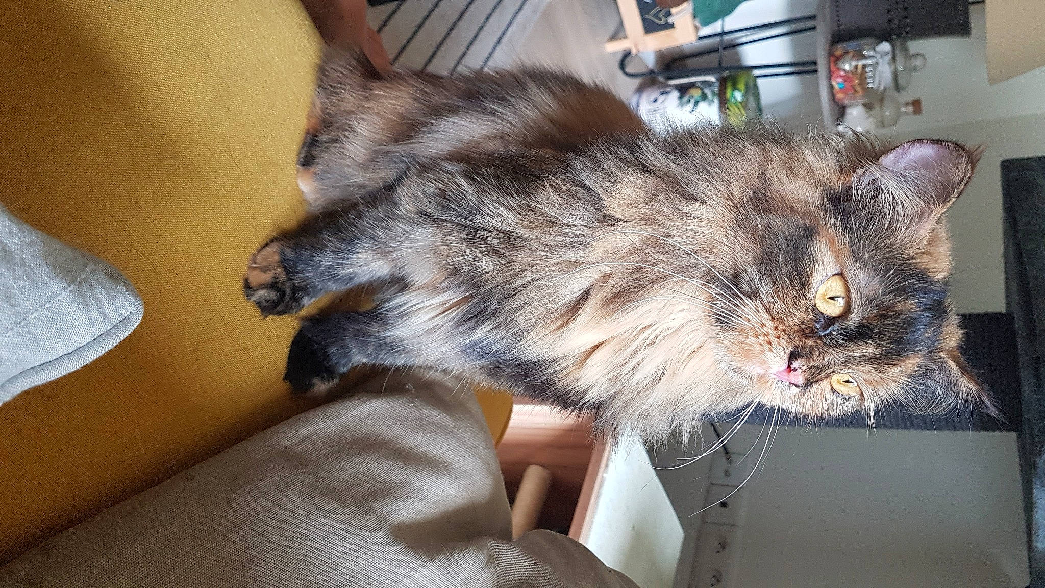 Moly participe au concours pour gagner de l'argent avec cette photo : american_curl, asian, asian_semi_longhair, british_longhair, british_semi_longhair, carnivore, cat, domestic_long_haired_cat, domestic_short_haired_cat, ear, fawn, felidae, fur, kitten, mammal, norwegian_forest_cat, persian, ragamuffin, small_to_medium_sized_cats, whiskers