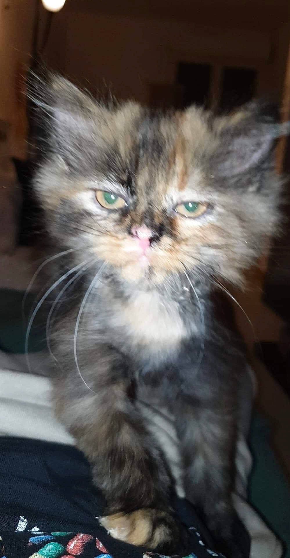 Moly a rejoint le concours — aidez-le/la à gagner de superbes lots ! asian, asian_semi_longhair, british_longhair, british_semi_longhair, carnivore, cat, domestic_long_haired_cat, fawn, felidae, kitten, maine_coon, mammal, norwegian_forest_cat, persian, pixie_bob, ragamuffin, siberian, small_to_medium_sized_cats, vertebrate, whiskers