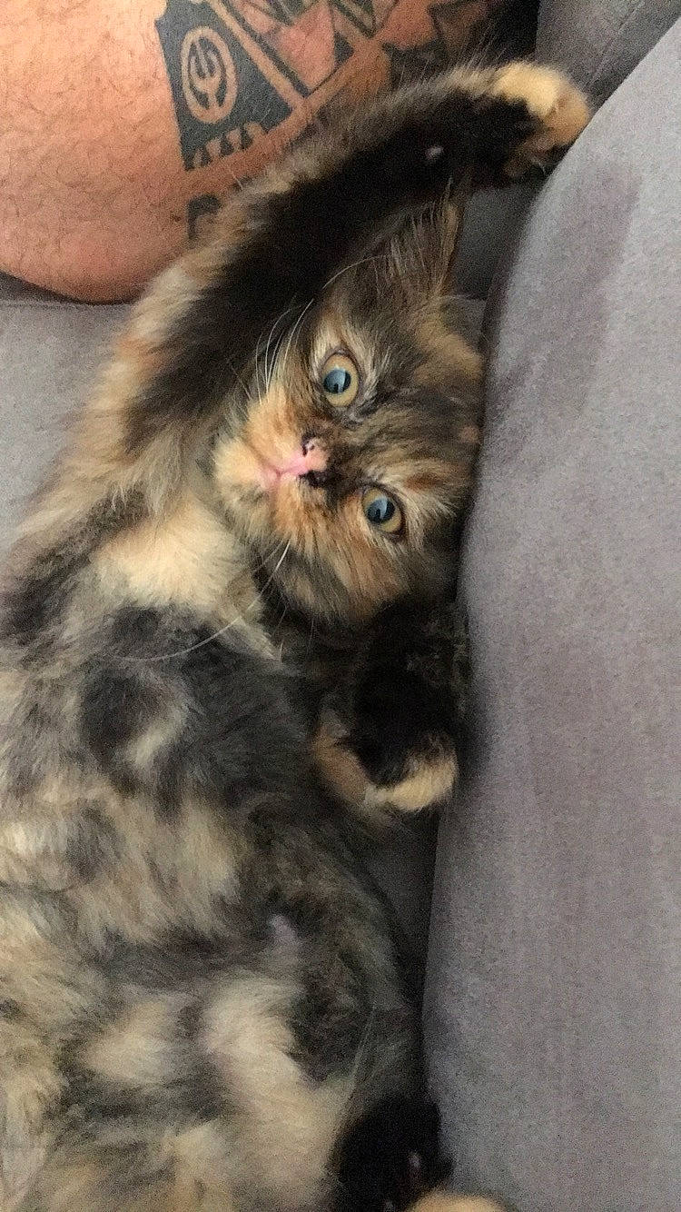 Moly a rejoint le concours — aidez-le/la à gagner de superbes lots ! asian, carnivore, cat, domestic_long_haired_cat, european_shorthair, fawn, felidae, fur, kitten, mammal, norwegian_forest_cat, persian, pixie_bob, small_to_medium_sized_cats, whiskers