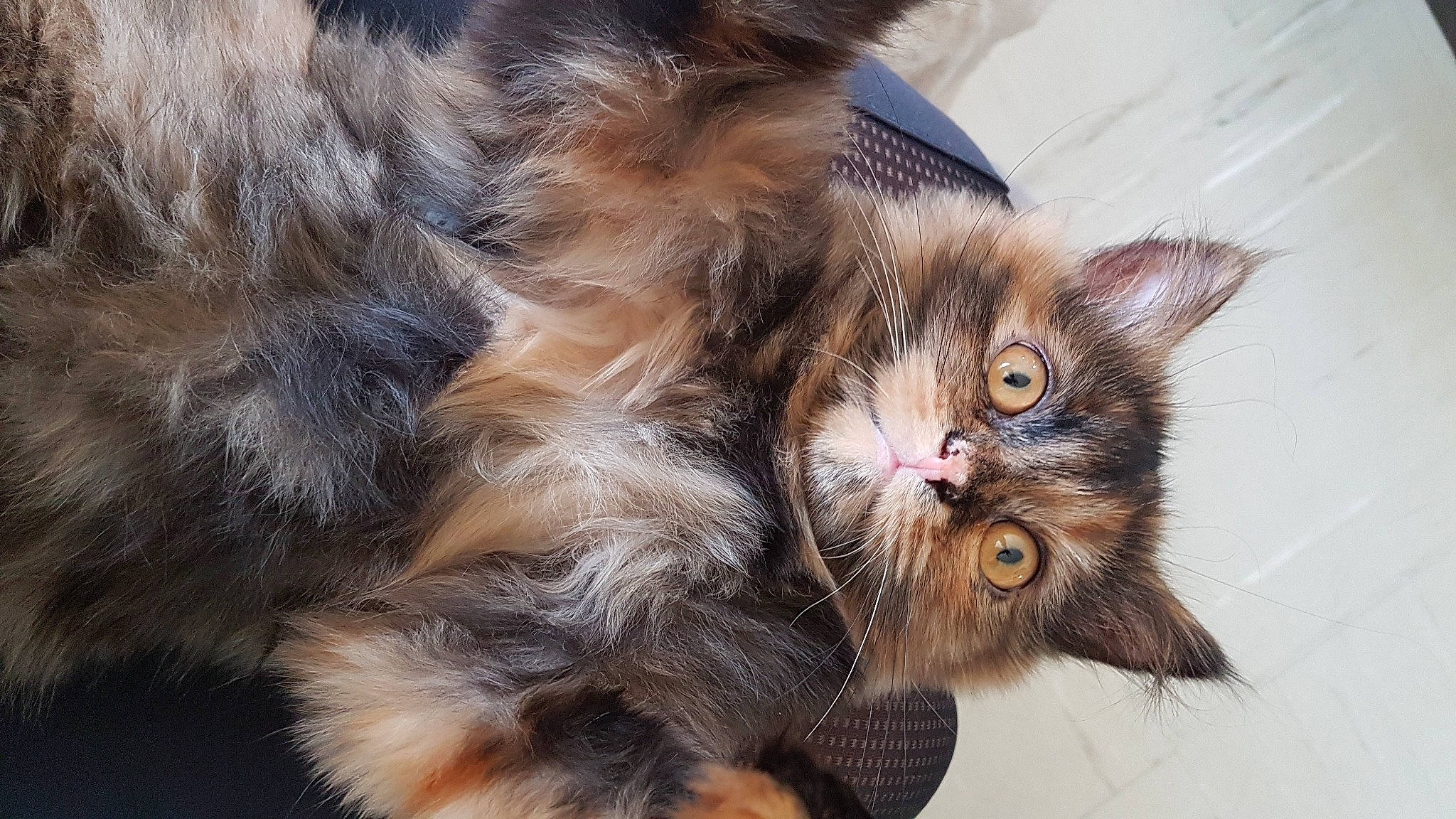 Moly a rejoint le concours — aidez-le/la à gagner de superbes lots ! asian_semi_longhair, carnivore, cat, claw, domestic_long_haired_cat, fawn, felidae, fur, kitten, maine_coon, mammal, norwegian_forest_cat, pixie_bob, ragamuffin, siberian, small_to_medium_sized_cats, somali, tabby_cat, vertebrate, whiskers