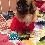 Layla is registered to the contest to win money with this photo: dog, pet, red_sweater, bed, bedding, floral_pattern, indoor, small_dog, fur, cute, animal, sleeping_area, furniture, canine, portrait, domestic, looking_up, paws, bedroom, resting