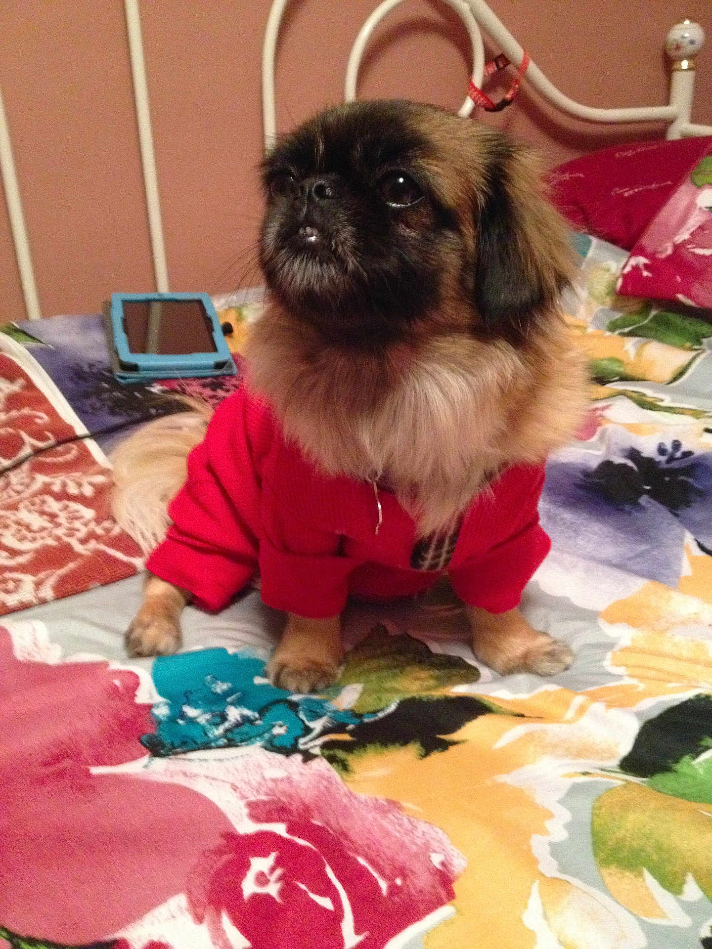 Layla is registered to the contest to win money with this photo: dog, pet, red_sweater, bed, bedding, floral_pattern, indoor, small_dog, fur, cute, animal, sleeping_area, furniture, canine, portrait, domestic, looking_up, paws, bedroom, resting