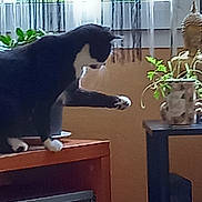 Pépette a rejoint le concours — aidez-le/la à gagner de superbes lots ! animal, black_and_white, buddha_statue, cat, curious, curtains, decor, furniture, houseplant, indoor, natural_light, paw, pet, plant, pot, side_view, still_life, table, window, wooden_surface