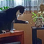 animal, black_and_white, buddha_statue, cat, curious, curtains, decor, furniture, houseplant, indoor, natural_light, paw, pet, plant, pot, side_view, still_life, table, window, wooden_surface