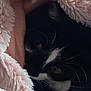 animal, black_and_white, blanket, cat, closeup, comfort, cozy, curious, cute, domestic, fluffy, fur, hidden, indoor, pet, resting, sleepy, soft_texture, warm, whiskers