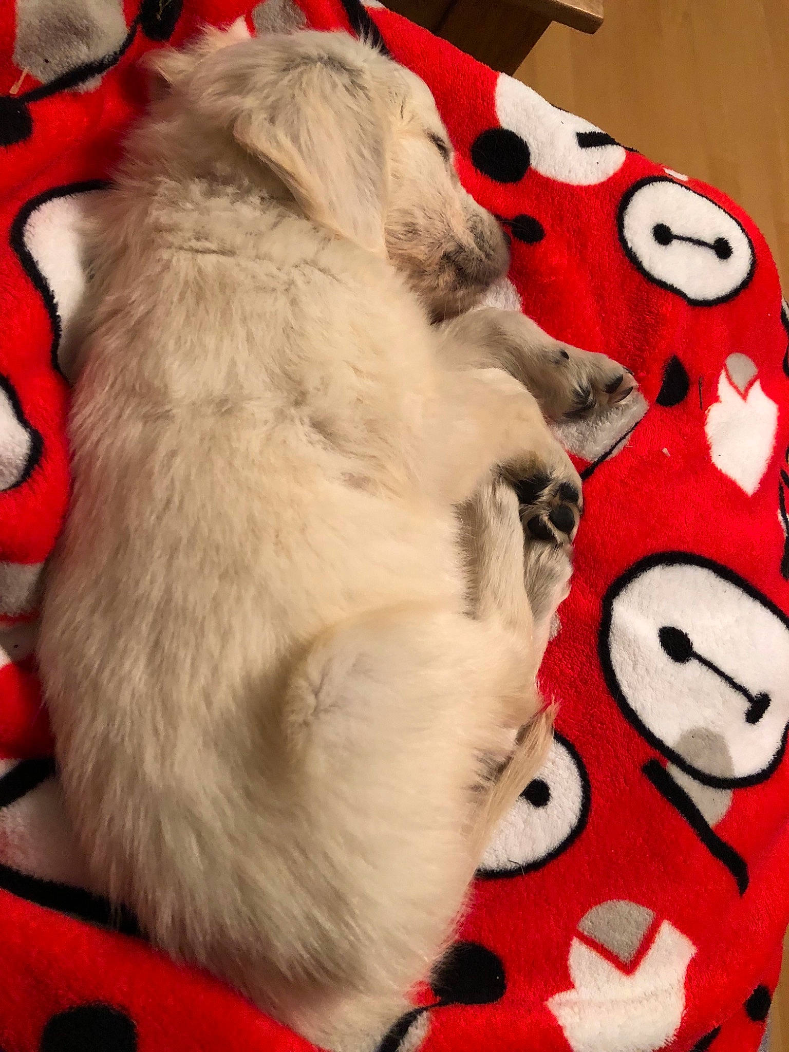 Baymax is registered to the contest to win money with this photo: canidae, carnivore, cat, dog, dog_breed, fawn, felidae, fur, paw, puppy, snout, tail